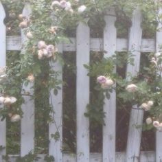 an old white picket fence with roses growing on it