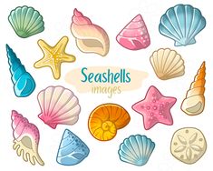 seashells and starfish are arranged in the shape of a circle