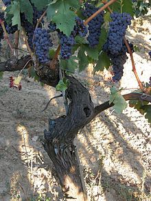 some grapes are growing on the vine in the sun, while another grape is still attached to the vine