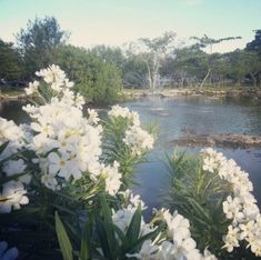 white flowers are in the foreground, and water is in the background with trees on either side