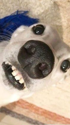 a close up of a dog's face with its mouth open