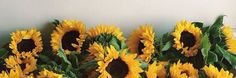 a group of sunflowers sitting on top of each other