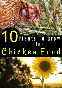 chickens and sunflowers with the title 10 plants to grow for chicken food