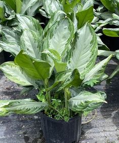 there is a potted plant with green leaves in the ground next to other plants