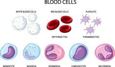 the different types of blood cells