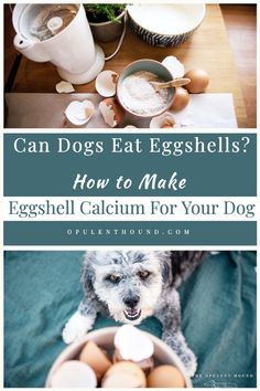 eggshells in a bowl with the words can dogs eat eggshells? how to make egg shell calcium for your dog