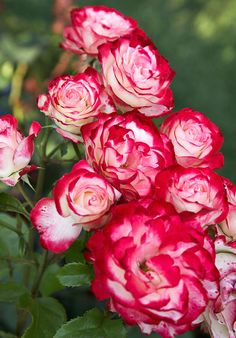 red and white flowers are blooming in the garden