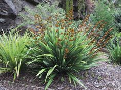 some very pretty plants by the rocks