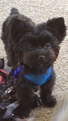 a small black dog sitting on top of a pile of shoes next to a person