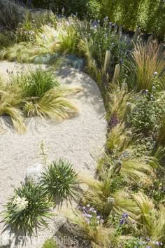 a garden with lots of plants and sand