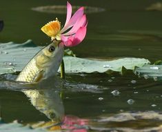 a fish with a flower on its head in the water