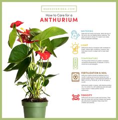 Flamingo Lily Plant Care, Anthirum Plant, Propagate Anthurium, Flamingo Lily, Water Plants Indoor, Flamingo Plant