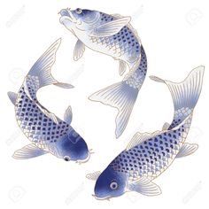 three blue and white koi fish swimming in the water with their tails curled up