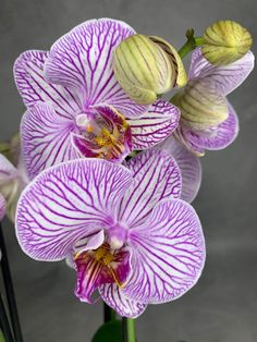 purple and white flowers are in a vase