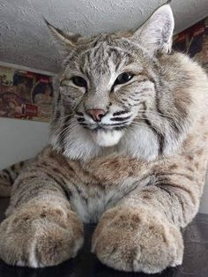 a stuffed cat sitting on top of a table next to a wall with pictures behind it