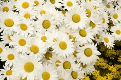 many white and yellow flowers are together