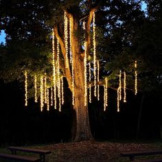 a tree with lights hanging from it's branches