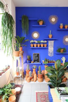 there are many potted plants on the shelves in this room and one is blue