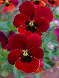 three red and yellow flowers with green leaves