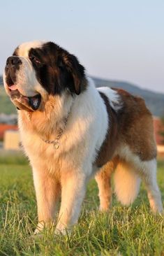 a large brown and white dog standing on top of a lush green field