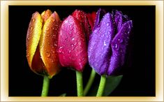 three colorful flowers with water droplets on them