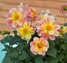 pink and yellow flowers with green leaves in a pot on a wooden decking area