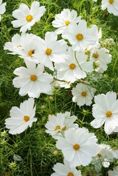 many white flowers are growing in the grass