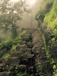 a stone path in the middle of a lush green forest on a foggy day