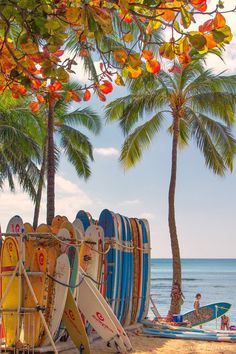 surfboards lined up on the beach with palm trees and people in the water behind them