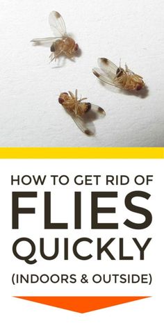 how to get rid of flies quickly indoors and outside