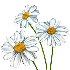 three white daisies with yellow centers