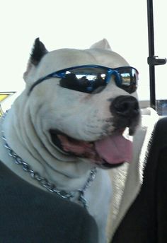 a white dog wearing sunglasses sitting in the back seat of a car with its tongue hanging out