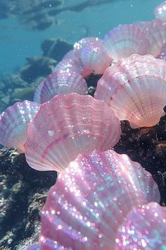 some pink sea shells on the bottom of a rock in the ocean with water bubbles all around them