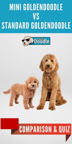 mini goldendoodles vs standard goldendoodle comparison and quiz by puppies