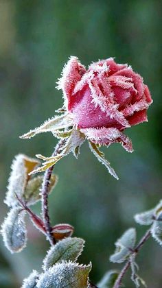 a pink rose with frost on it's petals is shown in the foreground