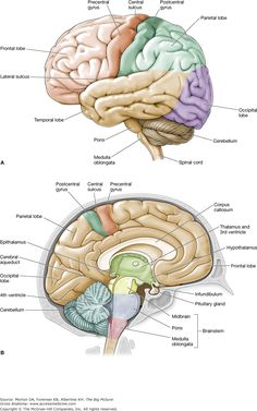 the human brain and its structures