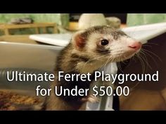 a ferret playing around for under $ 500