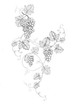 a drawing of some grapes on a vine