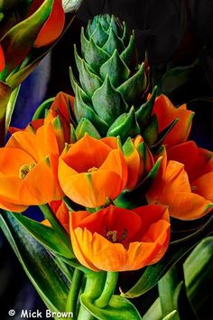 an orange flower with green leaves and buds