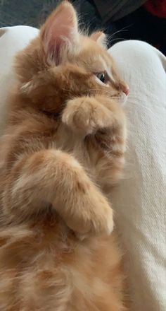 a fluffy orange kitten sitting on top of a white couch with its paws in the air