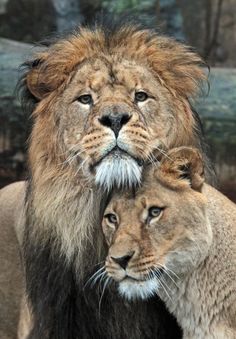 two lions are standing next to each other