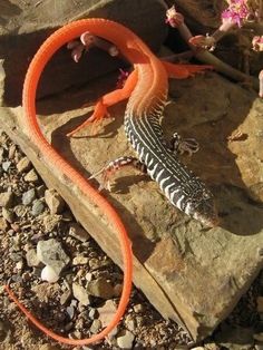 an orange and black lizard sitting on top of a rock next to a flower pot