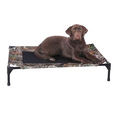 a brown dog laying on top of a bed with a black frame and metal legs