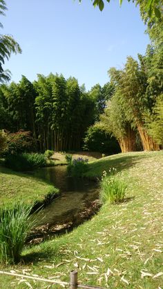 a small stream running through a lush green forest filled with lots of trees and grass