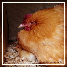 a chicken laying on top of some shredded up hay next to a wooden box with an egg in it