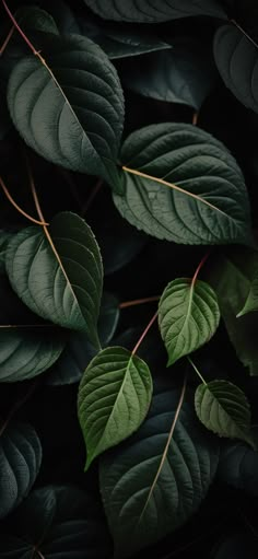 the green leaves are growing on the tree