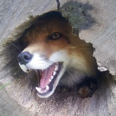 a dog with it's mouth open looking out from inside a hole in a tree