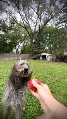 a person holding an apple in their hand and a dog standing next to them on the grass