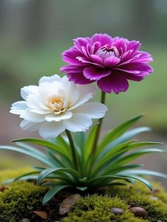 two purple and white flowers sitting on top of moss