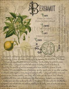 Plant Knowledge, Bergamot Orange